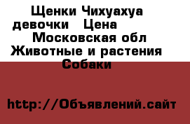 Щенки Чихуахуа - девочки › Цена ­ 10 000 - Московская обл. Животные и растения » Собаки   